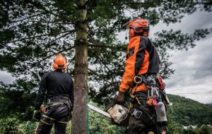 Tree Cutting